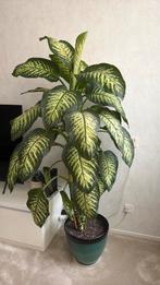 Dieffenbachia plant, Eén persoon, Ticket of Toegangskaart