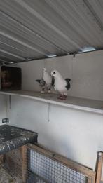Duiven te koop, Dieren en Toebehoren, Meerdere dieren, Overige soorten