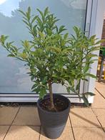 Sinaasappel plant 140 cm, Tuin en Terras, Ophalen, Overige soorten