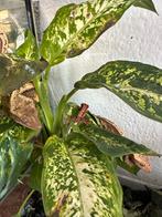 Wimpergekko’s, Hagedis, Met terrarium, 0 tot 2 jaar