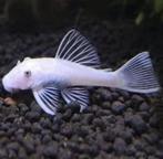Ancistrus Snowwhite - Koidreams Viskwekerij, Vis, Zoetwatervis