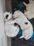Samojeed pups met een vleugje husky  ., 8 tot 15 weken, Poolhond, Meerdere, Meerdere dieren