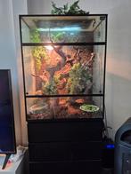 Terarium met jonge  groene leguaan, Dieren en Toebehoren, Reptielen en Amfibieën | Toebehoren, Ophalen, Zo goed als nieuw, Terrarium of Paludarium