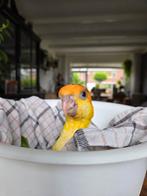Roestkop  caique nestje tam, gezond en klaar voor reserveren, Dieren en Toebehoren, Meerdere dieren, Papegaai, Geringd
