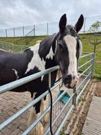 Verzorgster gezocht, Dieren en Toebehoren, Paarden en Pony's | Overige Paardenspullen, Ophalen of Verzenden