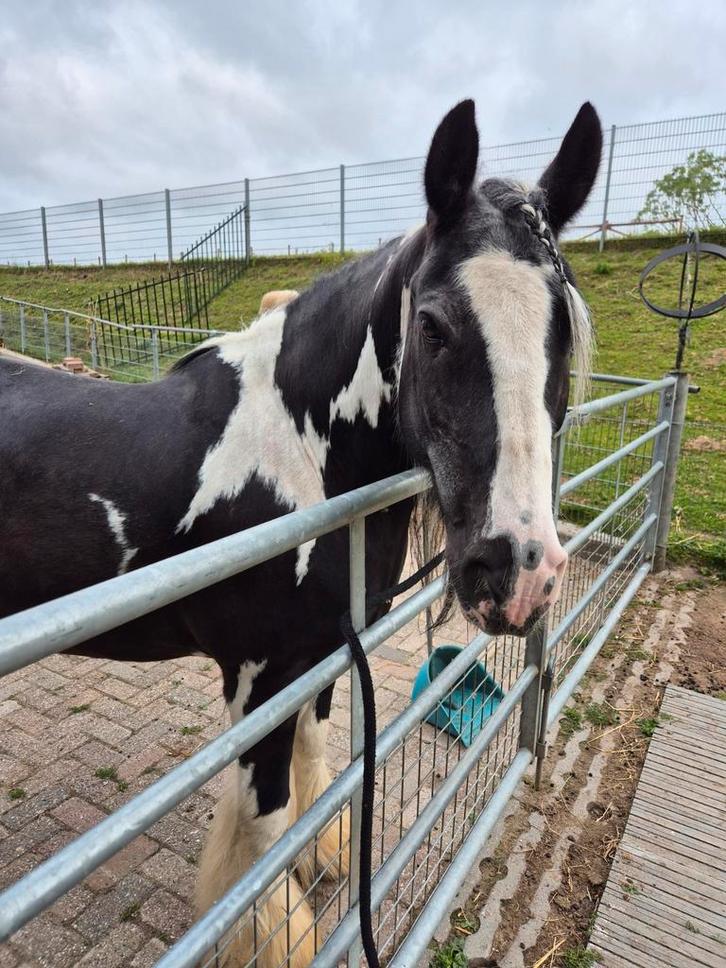 Verzorgster gezocht, Dieren en Toebehoren, Paarden en Pony's | Overige Paardenspullen, Ophalen of Verzenden