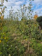 Fruitbomen - Diverse Soorten, Tuin en Terras, Planten | Bomen, Overige soorten, Lente, 100 tot 250 cm, Ophalen