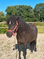 Curly merrie 3 jaar black beauty 1.10 cm, Dieren en Toebehoren, Pony's, Merrie, A pony (tot 1.17m), Recreatiepony, 0 tot 2 jaar