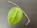 Hoya parasitica, Huis en Inrichting, Kamerplanten, Ophalen of Verzenden, Overige soorten, Minder dan 100 cm