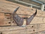 Hoorns, skull, Ophalen