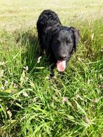 Onwijs, lief en leuke kruising pup Timo!, 15 weken tot 1 jaar, Reu, CDV (hondenziekte), Eén hond
