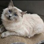 Ragdoll Te koop