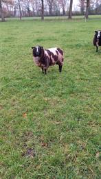 Bonte dekram, Dieren en Toebehoren, Mannelijk, Schaap, 0 tot 2 jaar