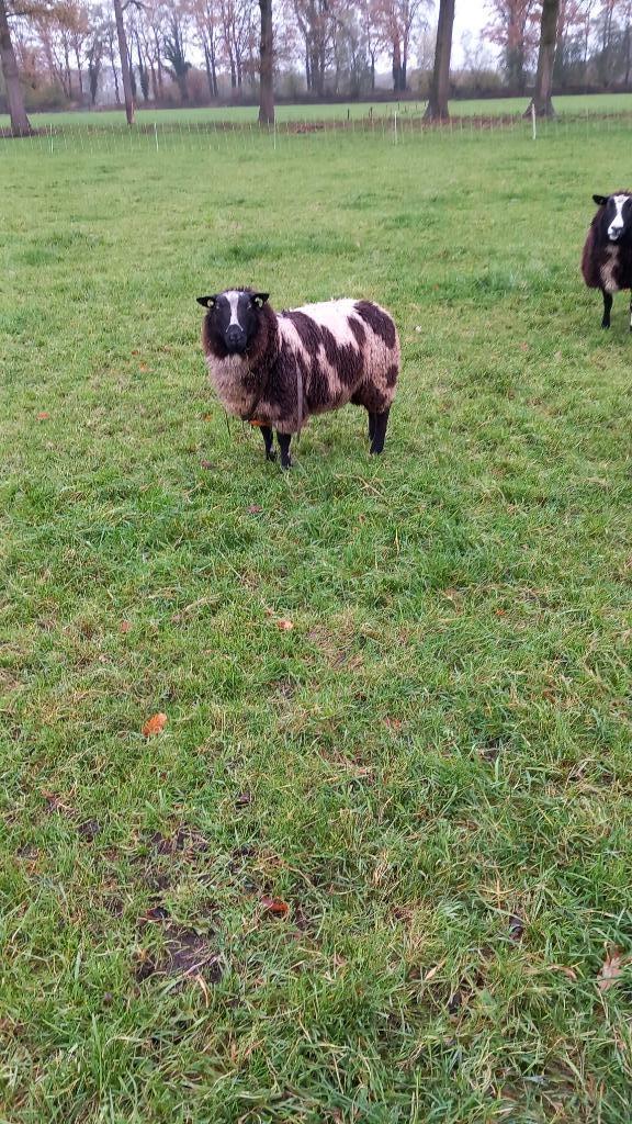 Bonte dekram, Dieren en Toebehoren, Schapen, Geiten en Varkens, Schaap, Mannelijk, 0 tot 2 jaar