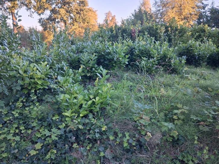 Laurierstruiken, Tuin en Terras, Planten | Tuinplanten, Vaste plant, Ophalen