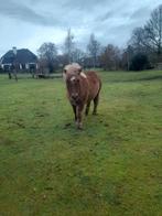 Mooi hengstveulentje - Voskleurig, Niet van toepassing, Hengst, A pony (tot 1.17m), Recreatiepony