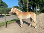 Super leuke en grote 2 jarige  haflinger merrie, Dieren en Toebehoren, Pony's, Gechipt, 0 tot 2 jaar, Onbeleerd, Recreatiepony