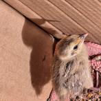 Kwartels 5stuk, Dieren en Toebehoren, Ophalen of Verzenden, Hout, Vogelkooi