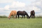 Groepshuisvesting paarden/ pony's, Dieren en Toebehoren, Stalling en Weidegang