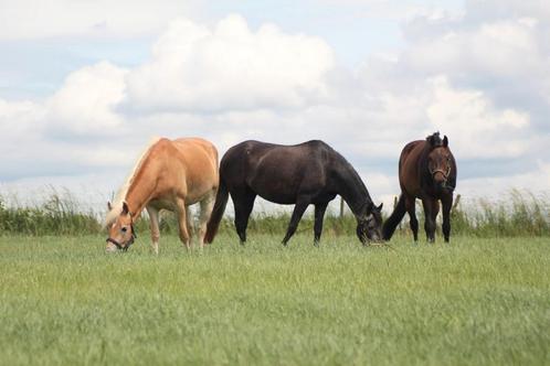 Groepshuisvesting paarden/ pony's, Dieren en Toebehoren, Stalling en Weidegang