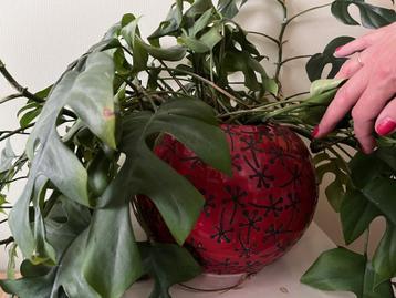 Grote ronde rode pot met grote plant beschikbaar voor biedingen