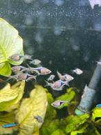 kegel vlekjes, Dieren en Toebehoren, Vissen | Aquariumvissen, Vis, Zoetwatervis, Schoolvis