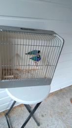 Te koop: koppel blauwe Gould Amadines met 4 jongen, Dieren en Toebehoren, Vogels | Overige Vogels, Meerdere dieren