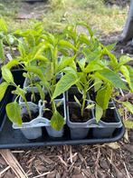 Moestuin plantjes laatste stuks 1 euro p stuk of 3 voor 2,50, Volle zon, Groenteplanten, Eenjarig, Ophalen of Verzenden