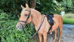 Kieffer zadel 16,5 en hoofdstel veelzijdigheid compleet tuig, Dieren en Toebehoren, Paarden en Pony's | Zadels, Ophalen, Gebruikt