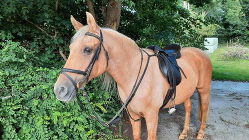 Kieffer zadel 16,5 en hoofdstel veelzijdigheid compleet tuig, Dieren en Toebehoren, Paarden en Pony's | Zadels, Gebruikt, Recreatie