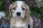 Kruising tibetaanse terrier x cocker spaniel pups., Nederland, 8 tot 15 weken, CDV (hondenziekte), Meerdere