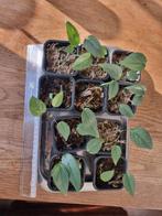 Epipremnum Cebu Blue Gewortelde Stekjes, Ophalen, Vaste plant, Bloeit niet, Halfschaduw