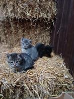 Kittens grijze beschikbaar, moeder grijze Britse korthaar, Dieren en Toebehoren, Meerdere dieren