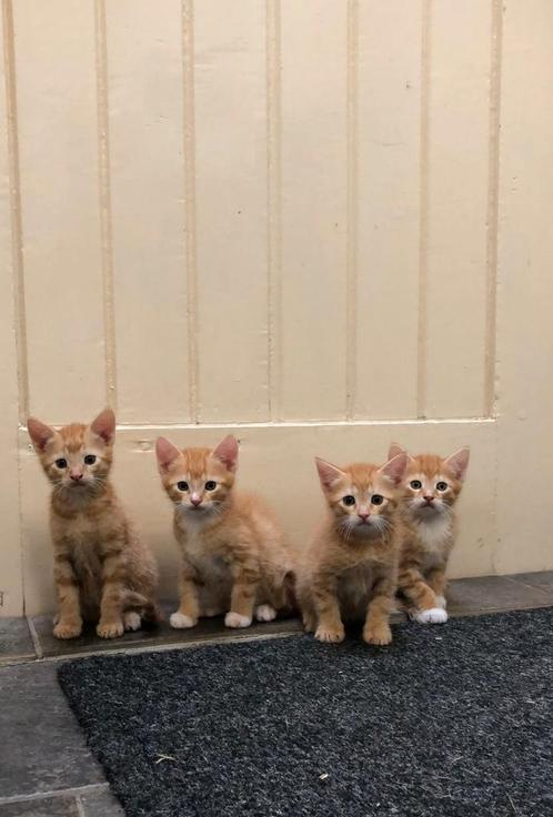4 superlieve rode katers, Dieren en Toebehoren, Katten en Kittens | Overige Katten, Kater, 0 tot 2 jaar