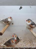 Te koop 4 mannen grijzewitborst, Dieren en Toebehoren, Vogels | Overige Vogels, Mannelijk