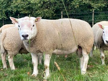 Overjarige Engelse X Hollandse texelaar fokram beschikbaar voor biedingen