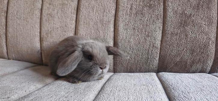 Lief koppeltje Nhd konijntjes, Dieren en Toebehoren, Konijnen, Dwerg, Meerdere dieren, 0 tot 2 jaar, Hangoor