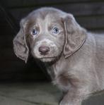 weimaraner langhaar pups, Dieren en Toebehoren, Honden | Retrievers, Spaniëls en Waterhonden, Overige rassen, CDV (hondenziekte)