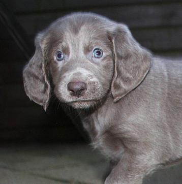 weimaraner langhaar pups beschikbaar voor biedingen