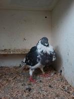 Ontsnapt een koppel bonte duiven, Dieren en Toebehoren, Vogels | Duiven, Meerdere dieren, Overige soorten