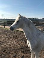 Geweldige pony zoekt leuke verzorger., Dieren en Toebehoren, Ophalen of Verzenden