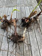 Canna (Cannalelies) wortelstokken/knollen, rode bloemen, Tuin en Terras, Planten | Tuinplanten, Ophalen, Zomer, Overige soorten