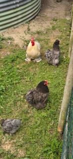 Cochin kriel, Dieren en Toebehoren, Pluimvee, Meerdere dieren, Kip