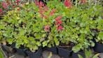 Heuchera leuchtkafer sanguinea in P9, Volle zon, Vaste plant, Zomer, Ophalen