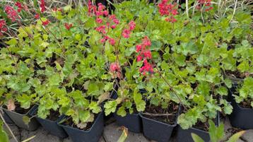 Heuchera leuchtkafer sanguinea in P9 beschikbaar voor biedingen