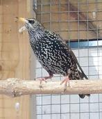 Europese spreeuw pop, Dieren en Toebehoren, Vrouwelijk, Wildzangvogel, Geringd
