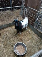 Dwerg dekbok, Dieren en Toebehoren, Mannelijk, Geit