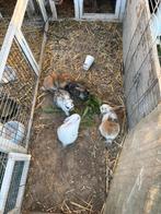 5 hangoor dwerg konijntjes NHD konijn, Dieren en Toebehoren, Konijnen, Mannelijk, Dwerg, Hangoor