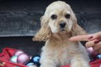 Amerikaanse cocker spaniel pups, Rabiës (hondsdolheid), 15 weken tot 1 jaar, Buitenland, Meerdere