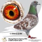 Postduiven  duivin G Prangende, Dieren en Toebehoren, Vrouwelijk, Postduif
